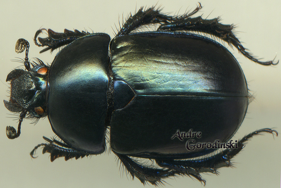 http://www.gorodinski.ru/geotrupes/Geotrupes bicolor rare form.jpg